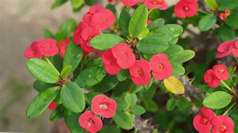 euphorbia hermes|euphorbia milii facts.